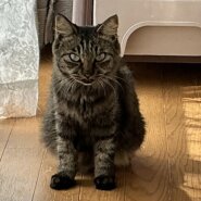 ＴＮＲ予定が捕獲器内で出産しちゃった猫ちゃん！