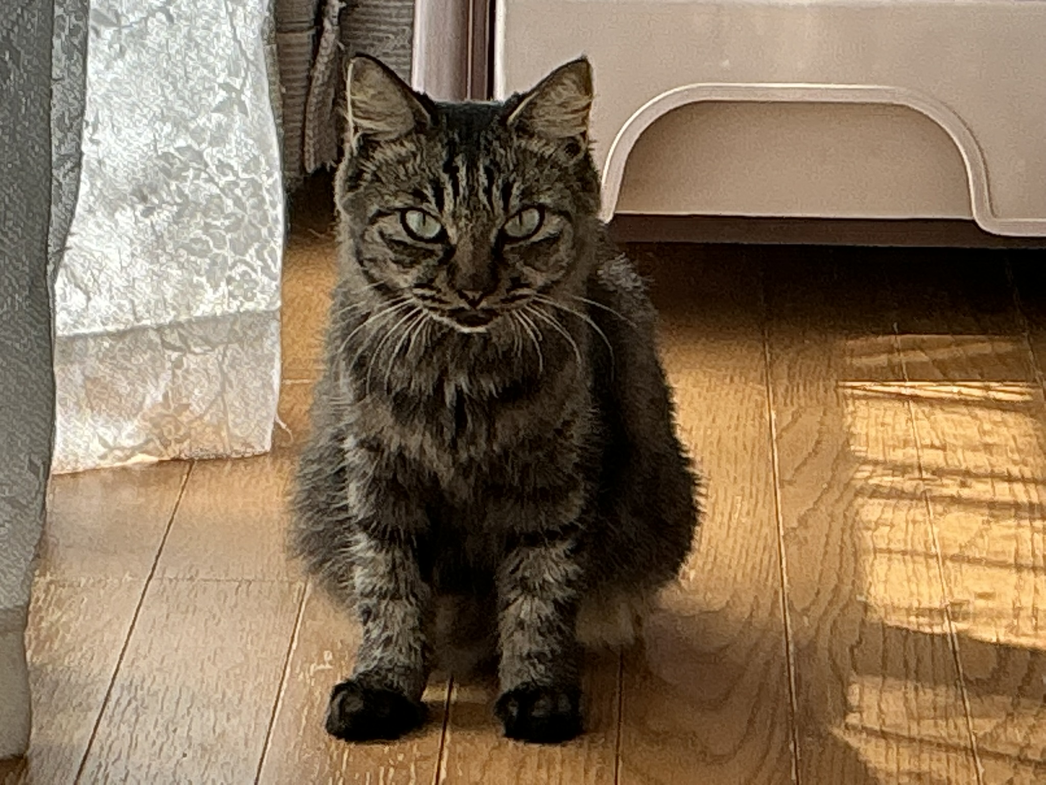 ＴＮＲ予定が捕獲器内で出産しちゃった猫ちゃん！