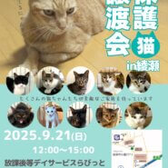 保護猫譲渡会in綾瀬