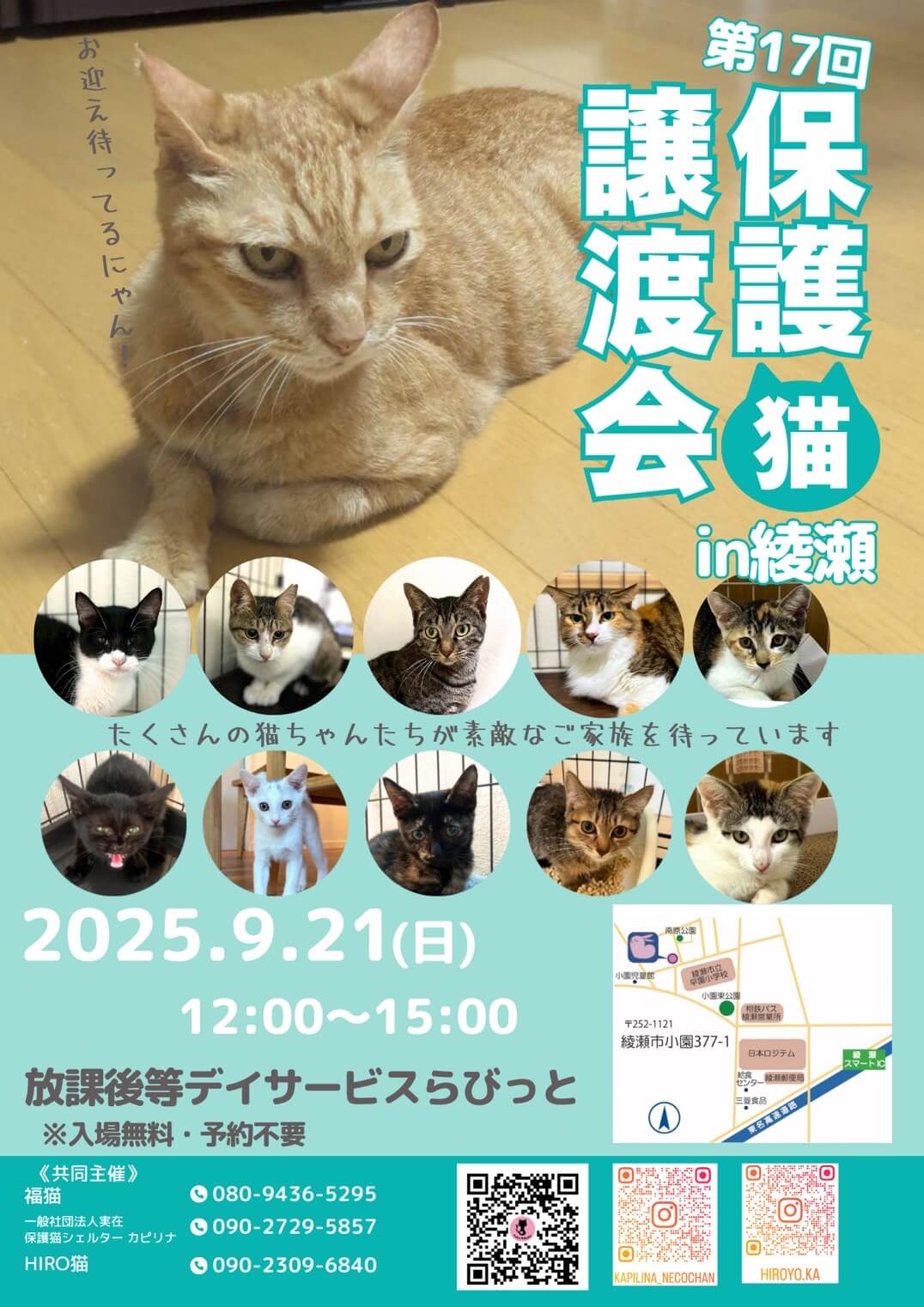 保護猫譲渡会in綾瀬