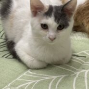 パステル三毛のまゆちゃん