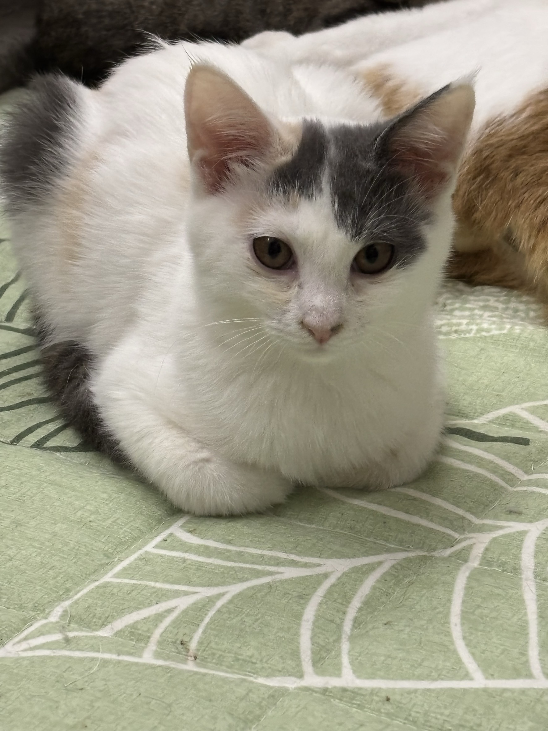 パステル三毛のまゆちゃん