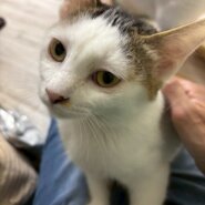 一緒に添い寝したいノアちゃん