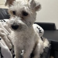 かまってちゃんな1歳2ヶ月︎︎(女の子)のシュナビション