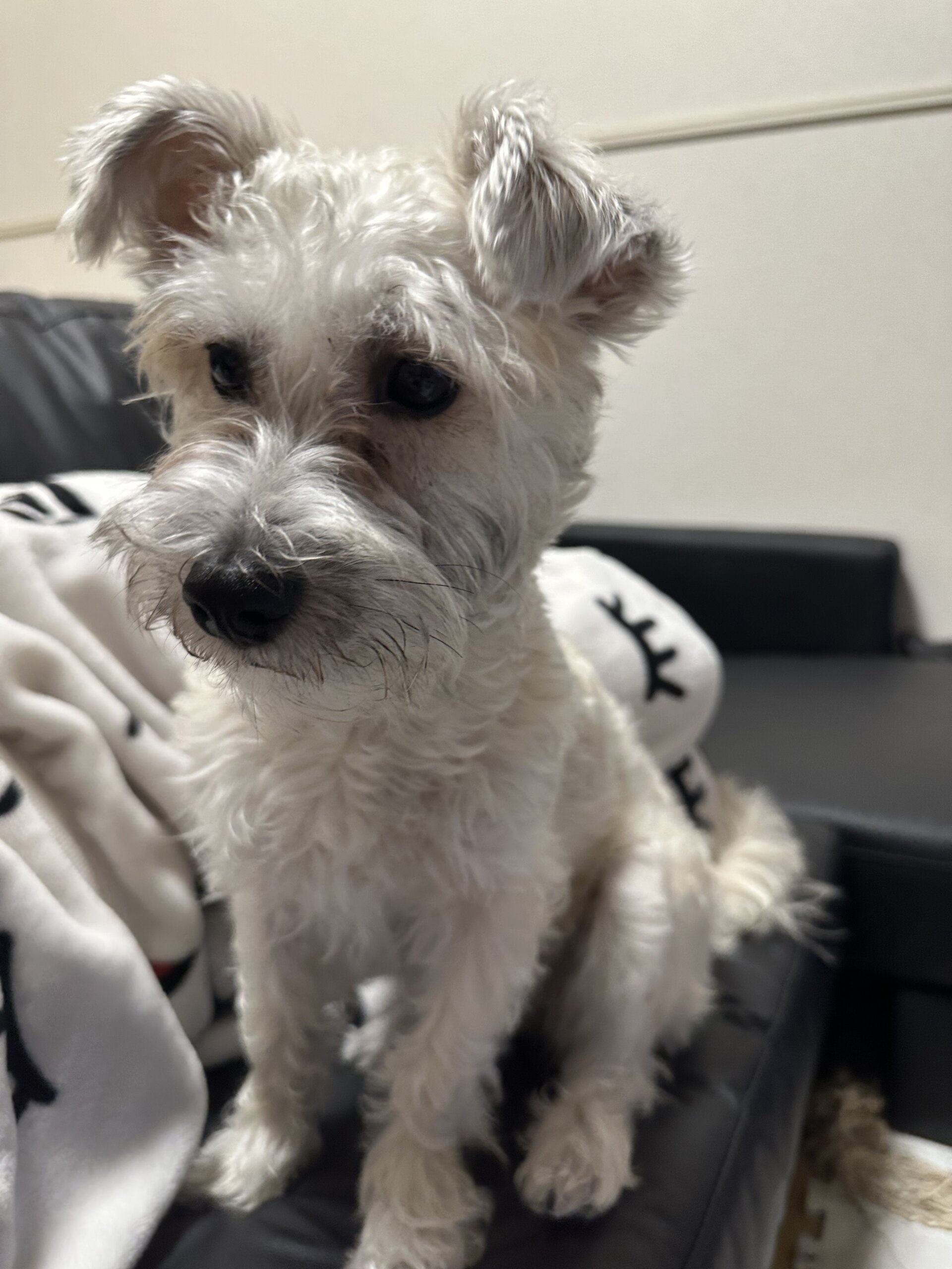 かまってちゃんな1歳2ヶ月︎︎(女の子)のシュナビション