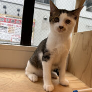 人が大好きやんちゃな生後3ヶ月のぐらくん！