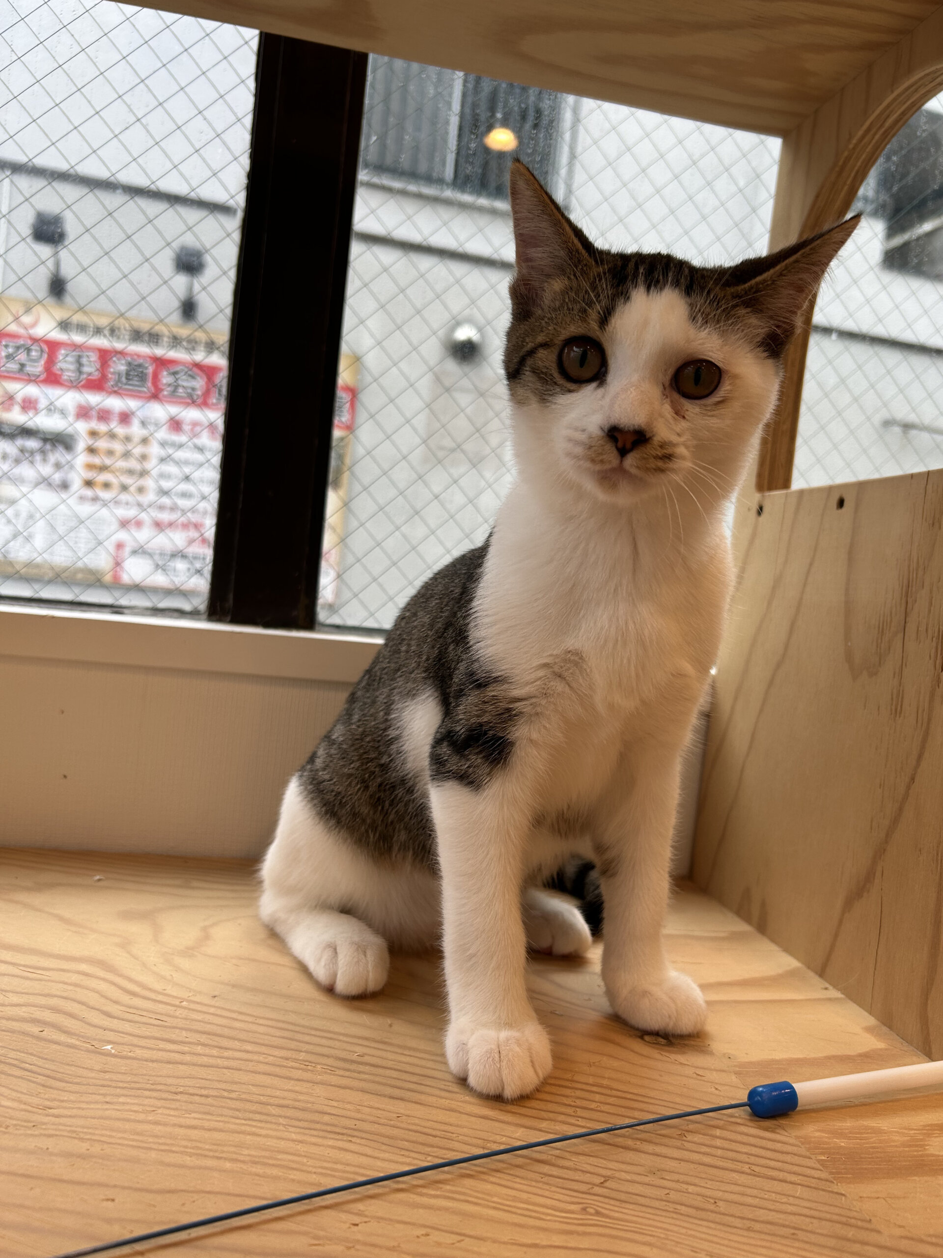 人が大好きやんちゃな生後3ヶ月のぐらくん！