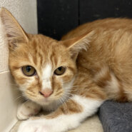 臆病だけど好奇心旺盛なもみじちゃん