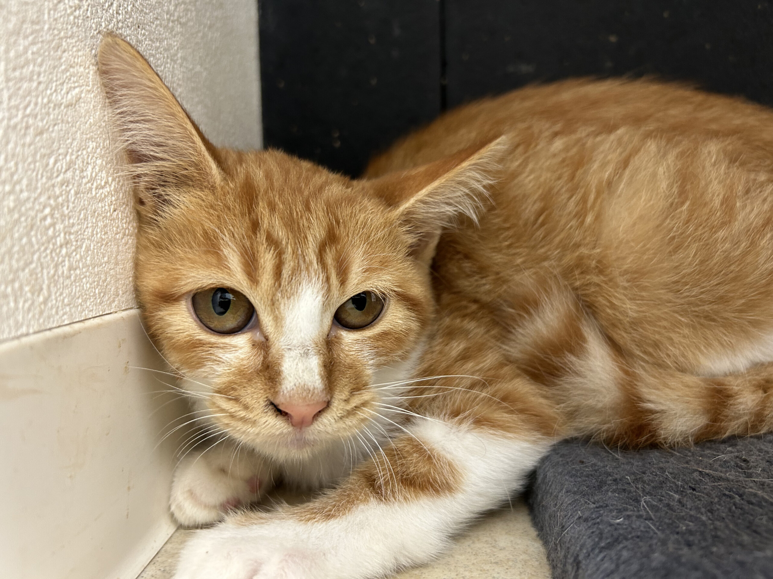 臆病だけど好奇心旺盛なもみじちゃん