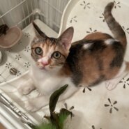 人馴れ抜群！甘えん坊で元気いっぱいのキジ三毛ちゃん