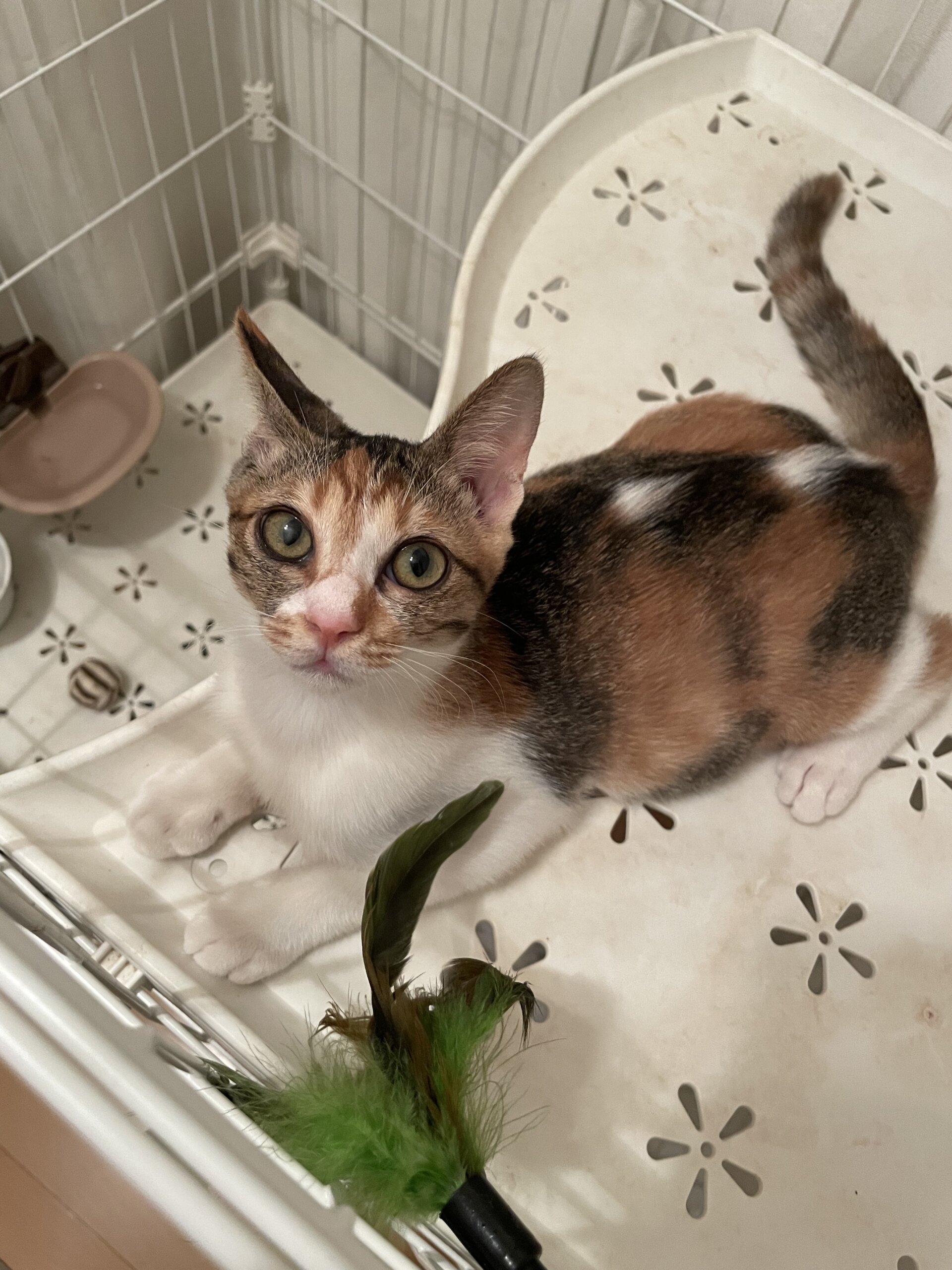 人馴れ抜群！甘えん坊で元気いっぱいのキジ三毛ちゃん