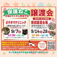 保護ねこ譲渡会in防府市