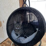 シェルターでのまったり保護猫譲渡会❣️