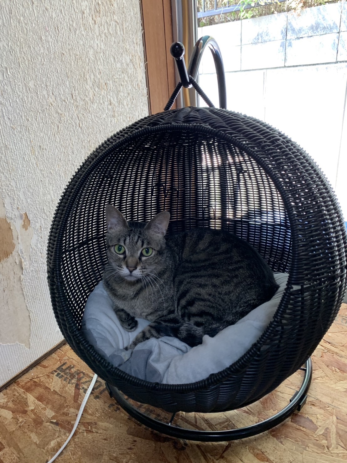 シェルターでのまったり保護猫譲渡会❣️