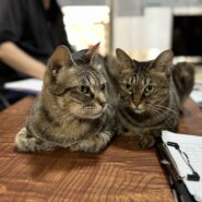 シェルターでのまったり保護猫譲渡会💖