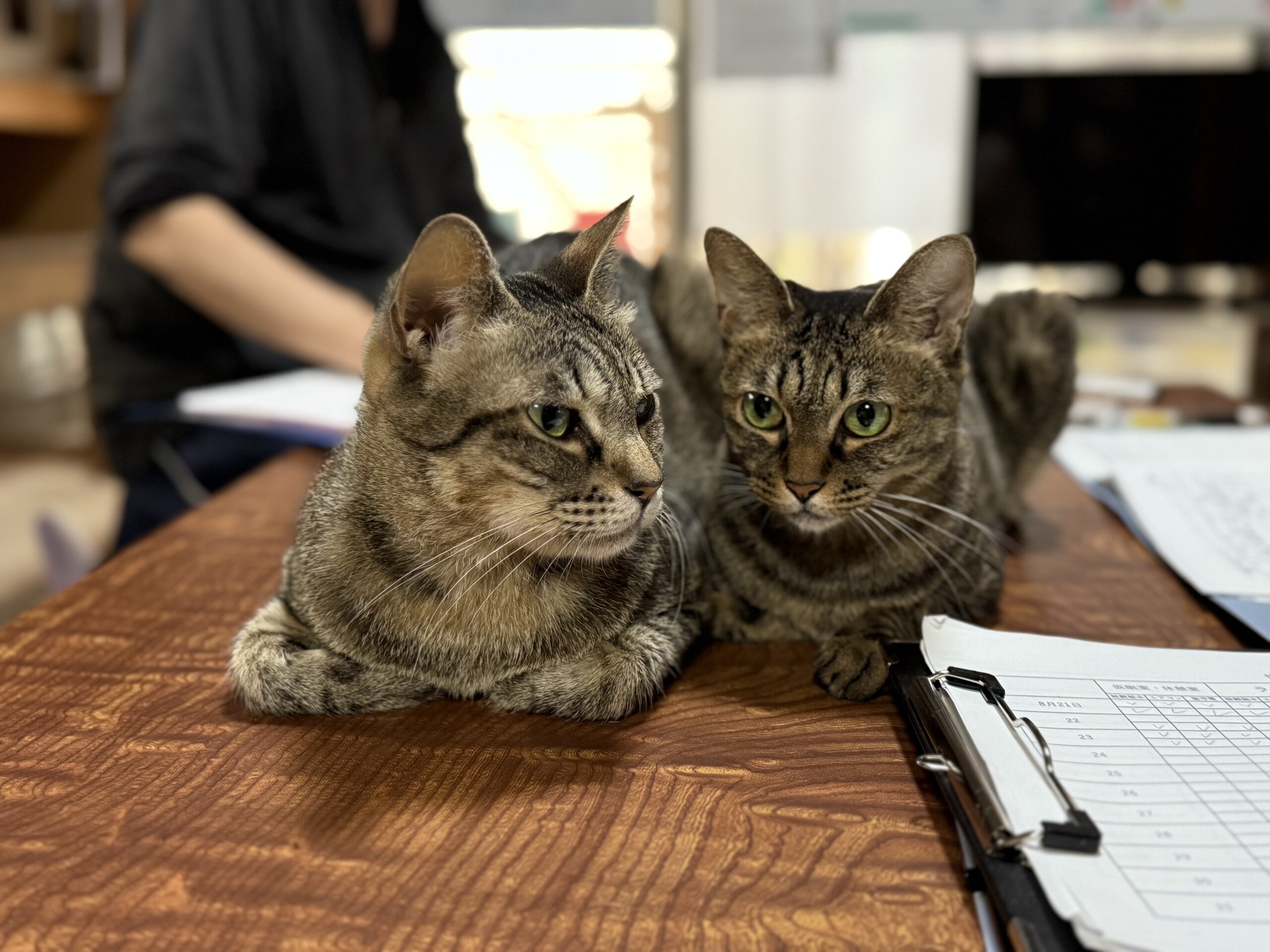 シェルターでのまったり保護猫譲渡会💖