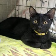 お膝が大好きな黒猫くん