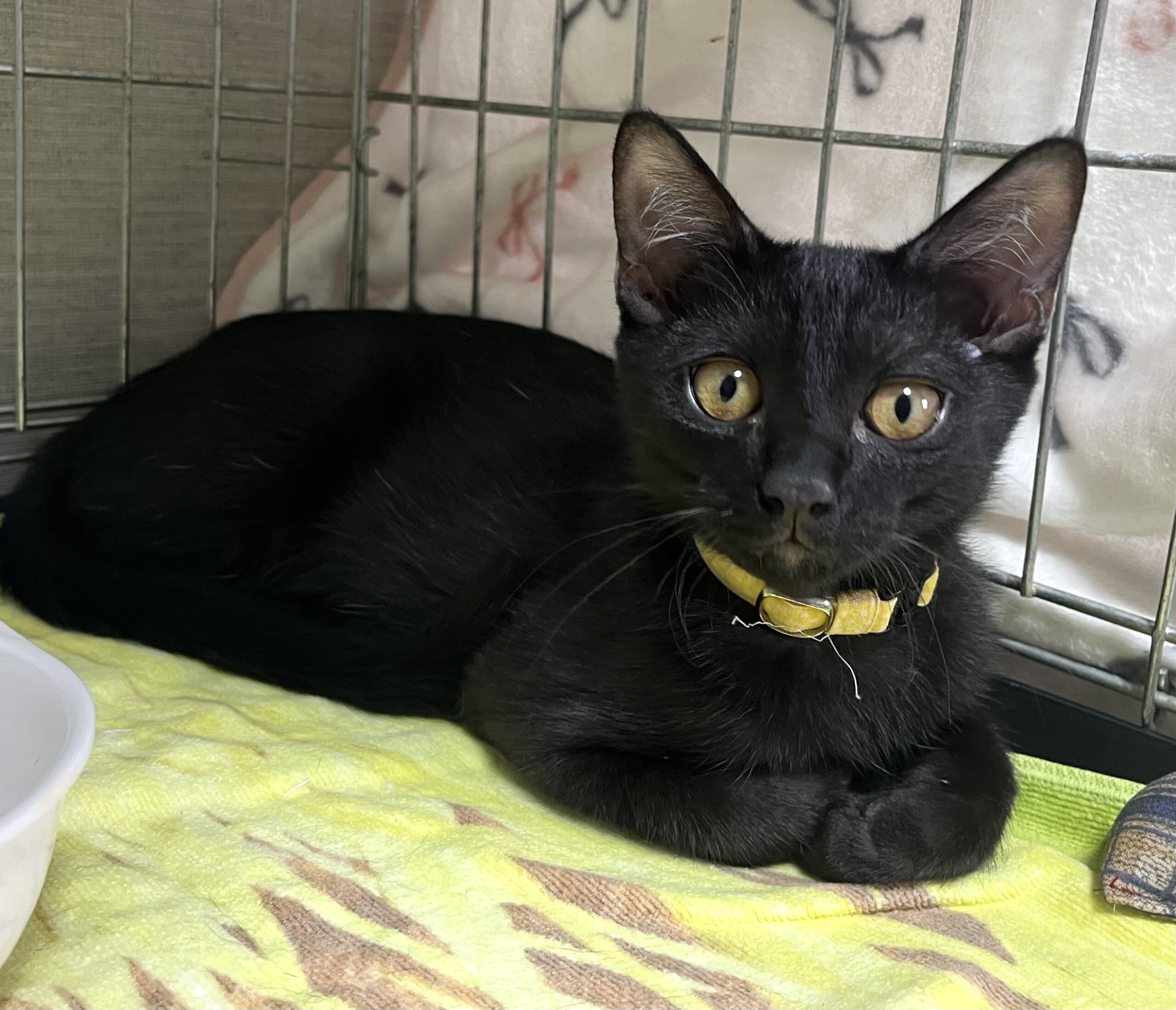 お膝が大好きな黒猫くん