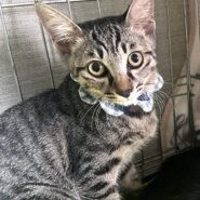 お膝が大好きなキジ猫くん