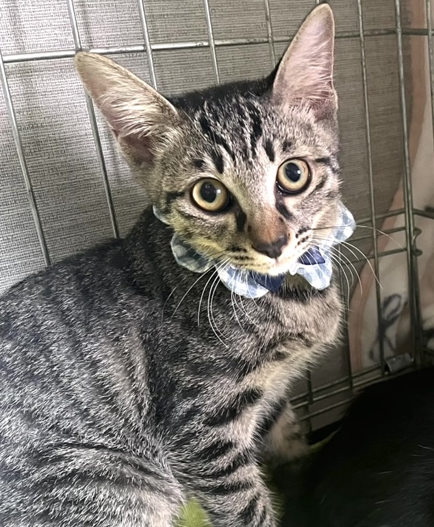 お膝が大好きなキジ猫くん