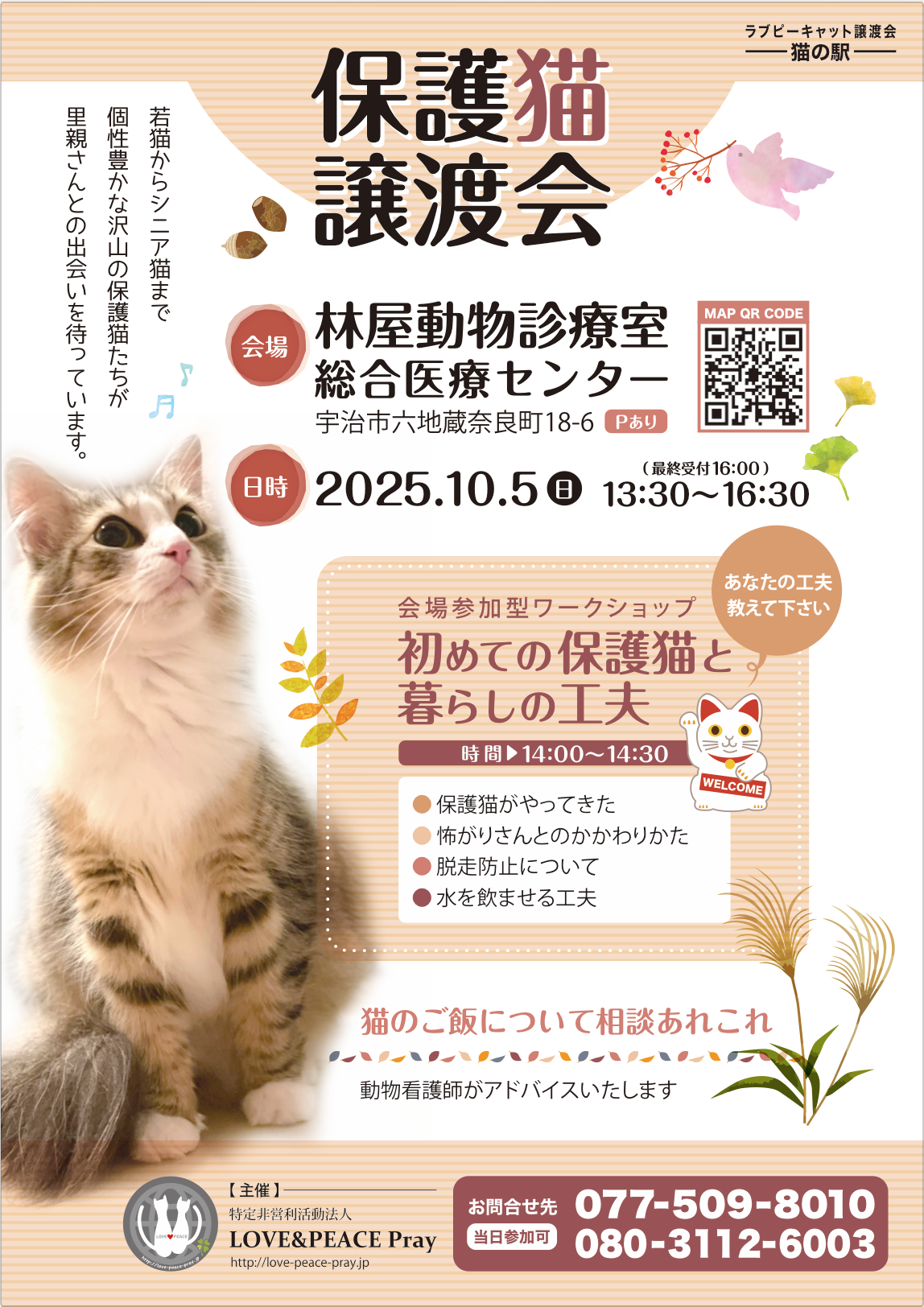 保護猫譲渡会　in 林屋動物診療室総合医療センター