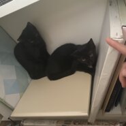 【福岡】生後3か月♡ツヤツヤ黒猫の女の子 里親募集中