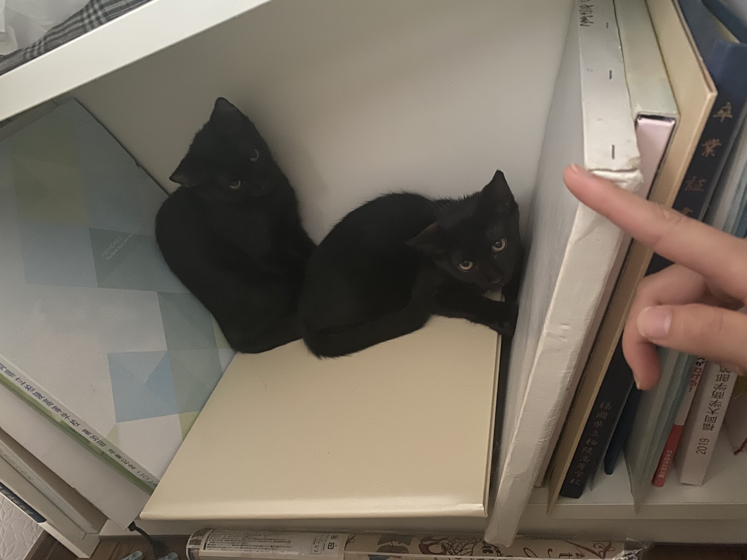 【福岡】生後3か月♡ツヤツヤ黒猫の女の子 里親募集中