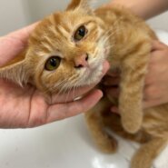 おとなしめな女の子カボスちゃん！