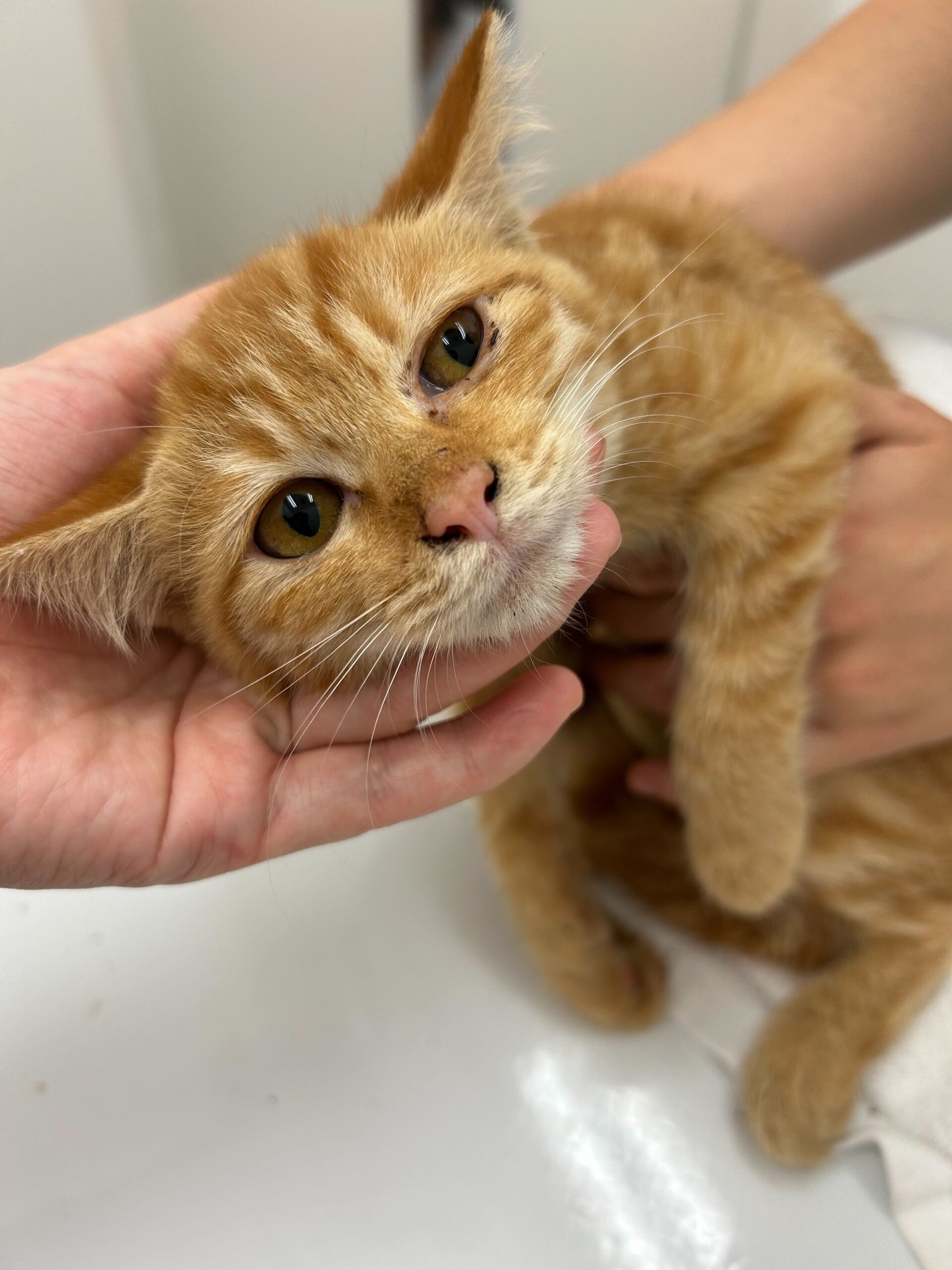 おとなしめな女の子カボスちゃん！