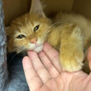 少しずつ人に慣れてきたせとかちゃん！3ヶ月