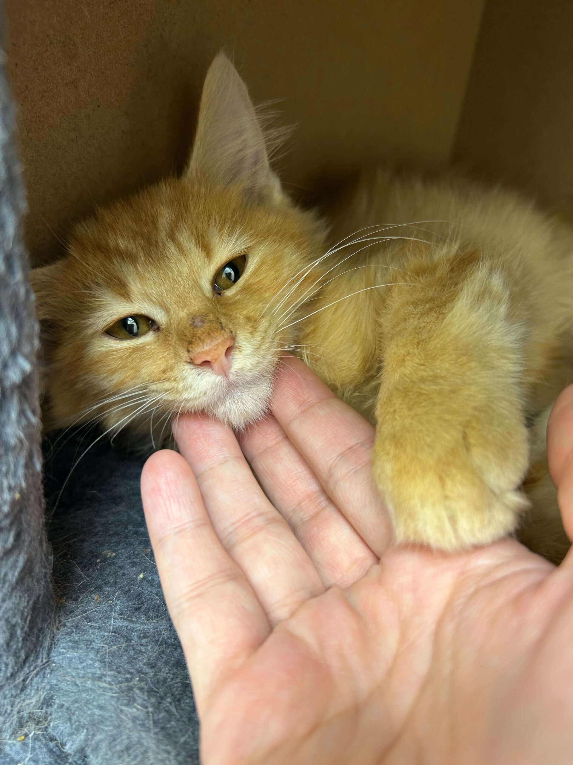 少しずつ人に慣れてきたせとかちゃん！3ヶ月