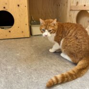 なでなで好きな男の子かえでくん