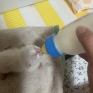 生後2週間以内の子猫(全部男の子)