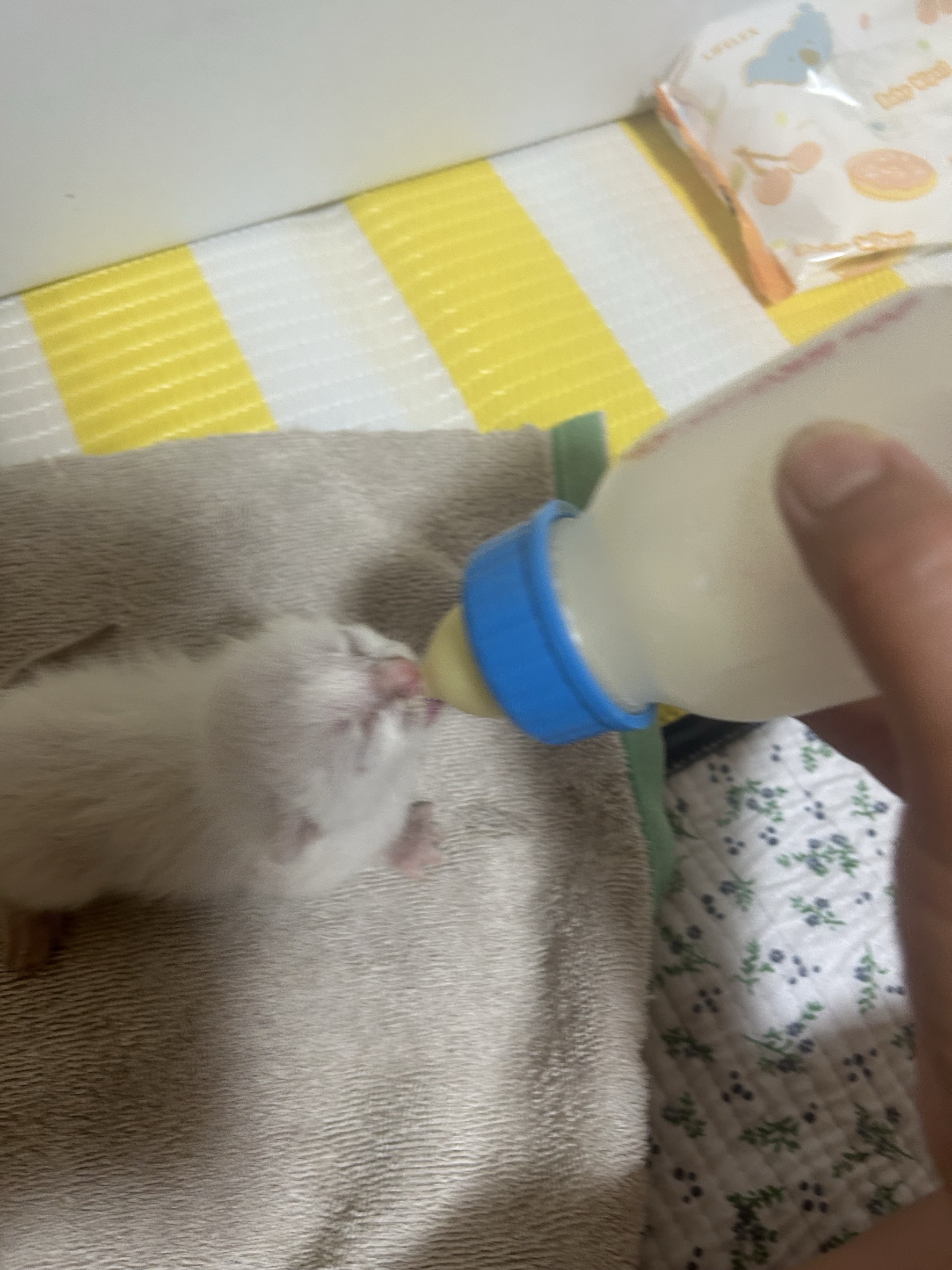 生後2週間以内の子猫(全部男の子)