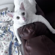 まっしろでふわふわ！甘えん坊やの珀(はく)です。