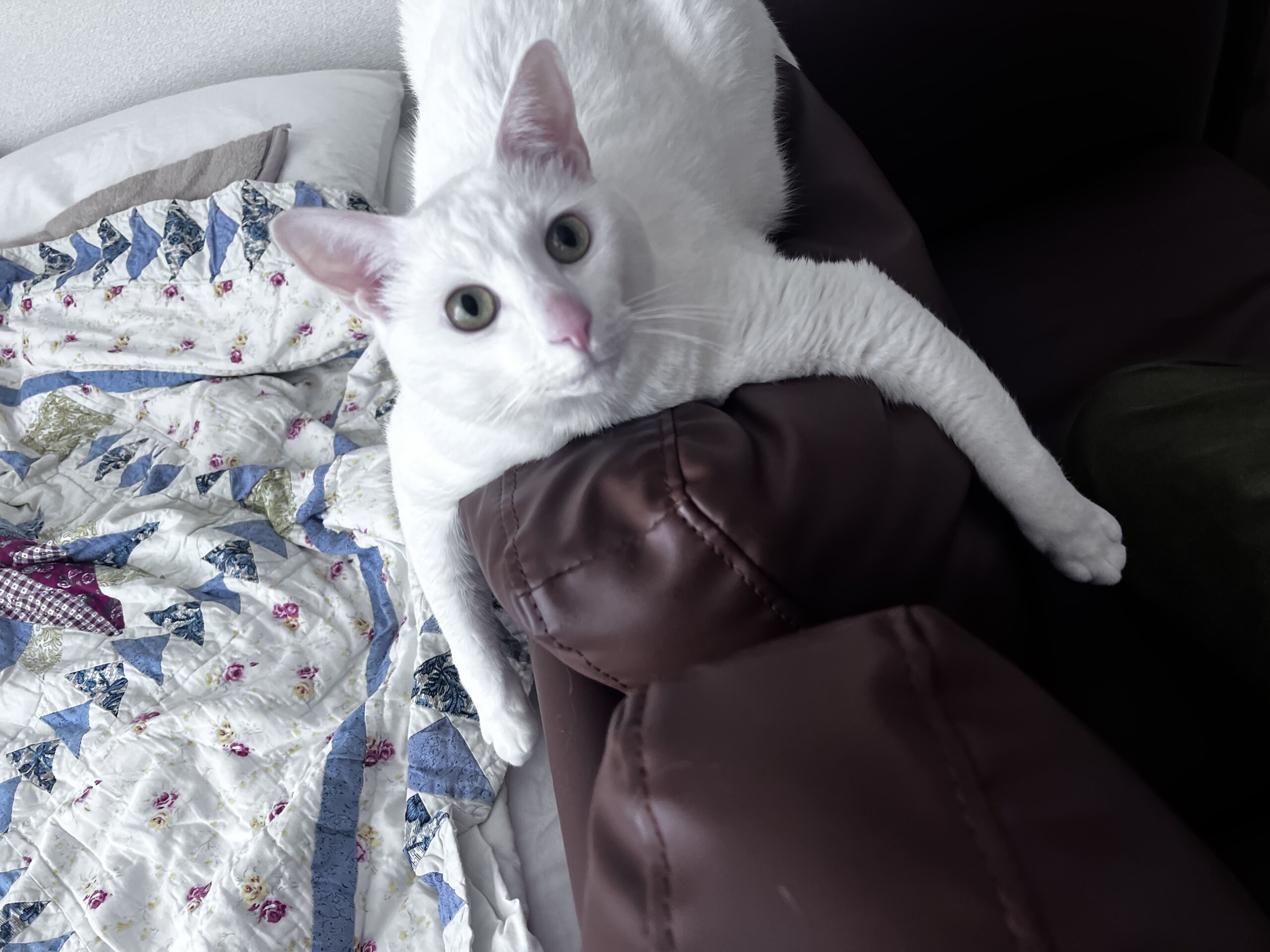 まっしろでふわふわ！甘えん坊やの珀(はく)です。