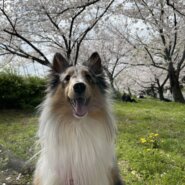 ジェットランドシープドッグ(ブルーマール)の里親募集