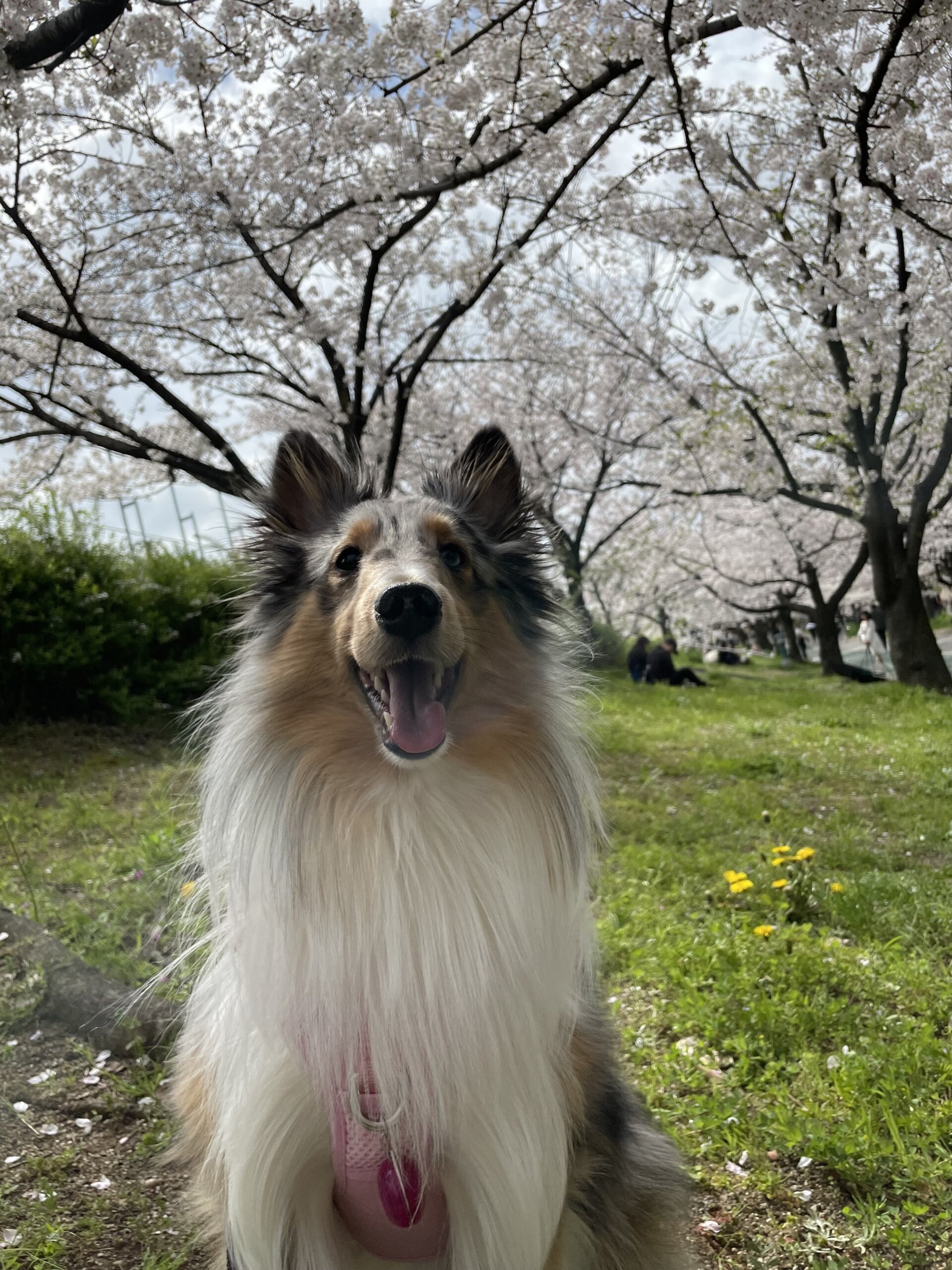 ジェットランドシープドッグ(ブルーマール)の里親募集