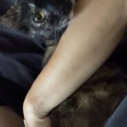 生後半年〜8ヶ月くらい　サビ柄　人懐っこくてかわいい女の子の猫ちゃんです　里親さん募集中です！