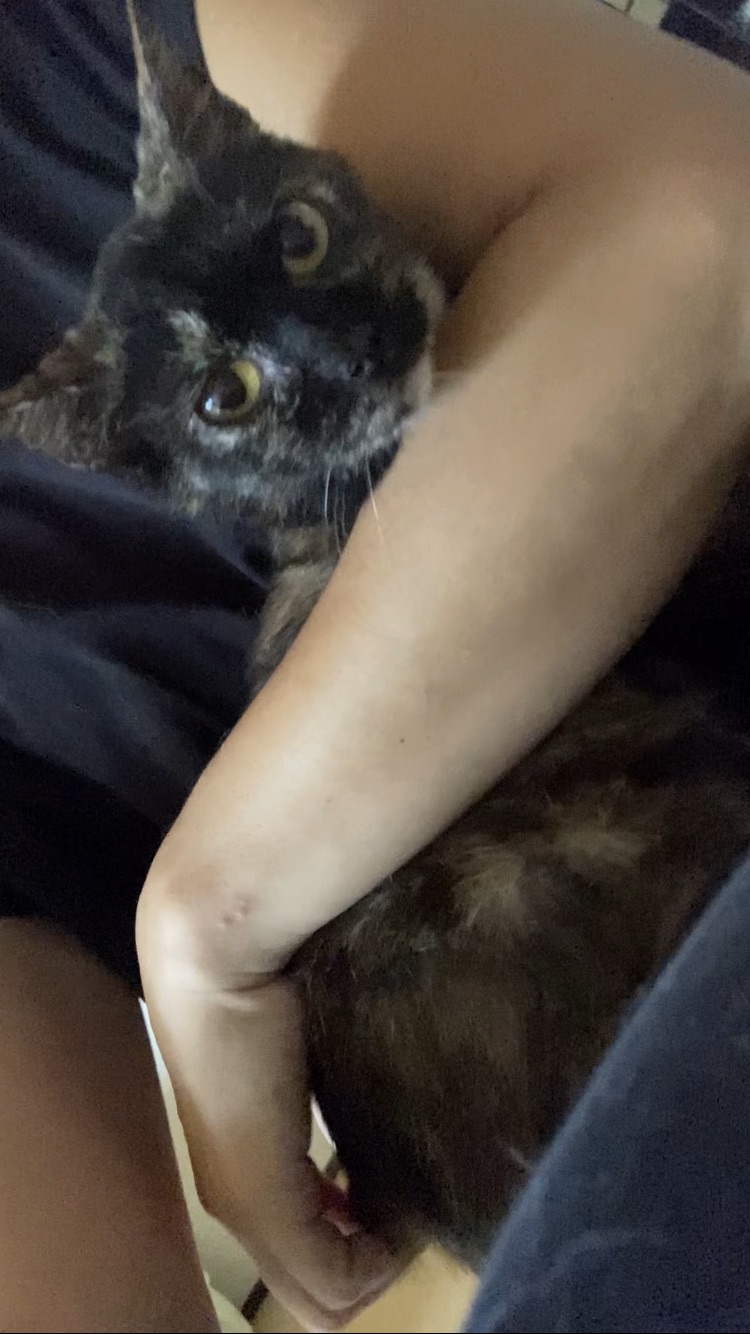 生後半年〜8ヶ月くらい　サビ柄　人懐っこくてかわいい女の子の猫ちゃんです　里親さん募集中です！