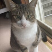 2歳くらいのかわいい男の子猫ちゃんです♪