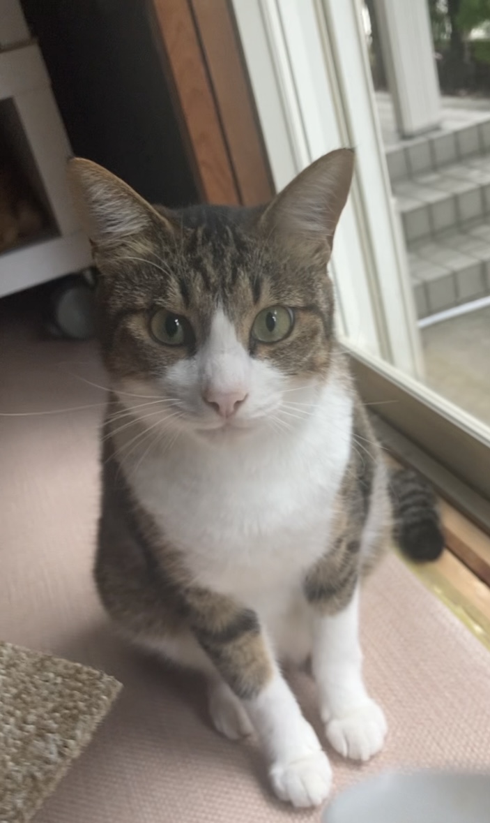 2歳くらいのかわいい男の子猫ちゃんです♪