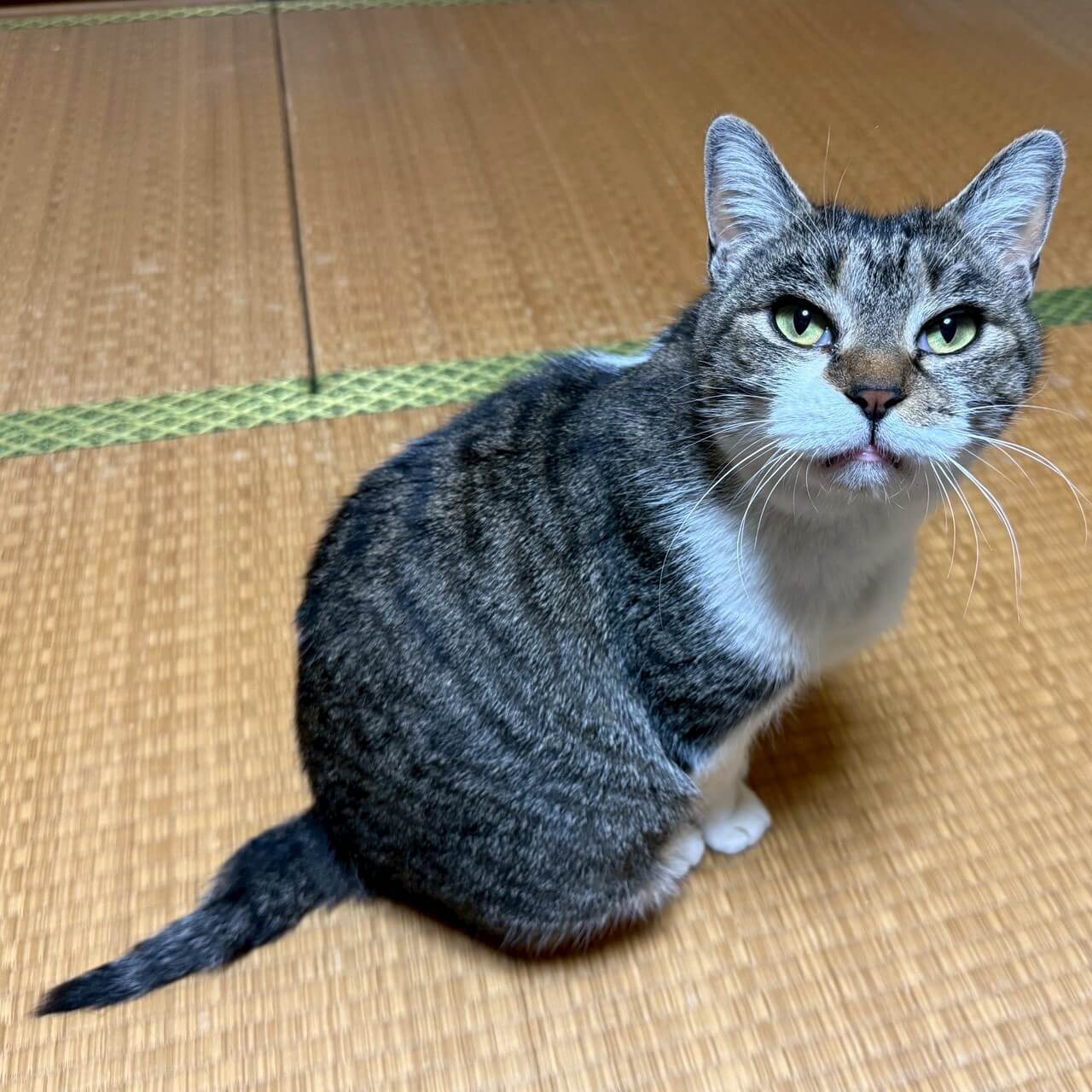 ７キロ超えの愛されbody♡のぐーにゃんちゃん