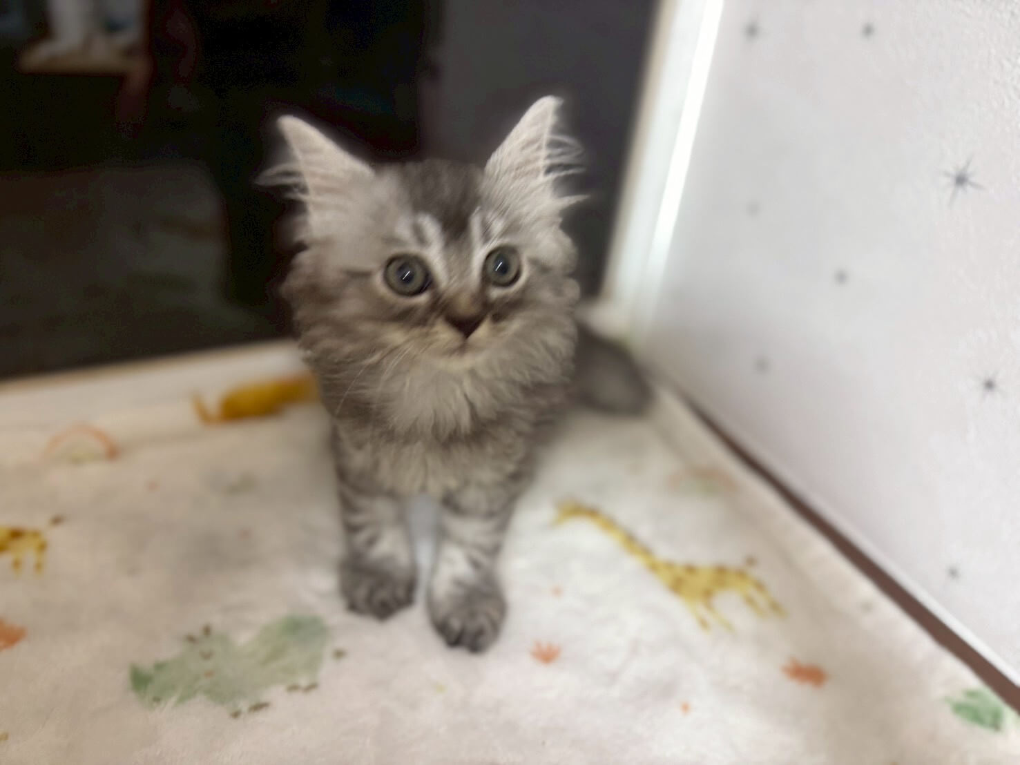 おてんばガール☆ふわふわ毛並みのべにちゃん