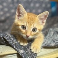 腕の中に飛び込む甘えん坊なともくん