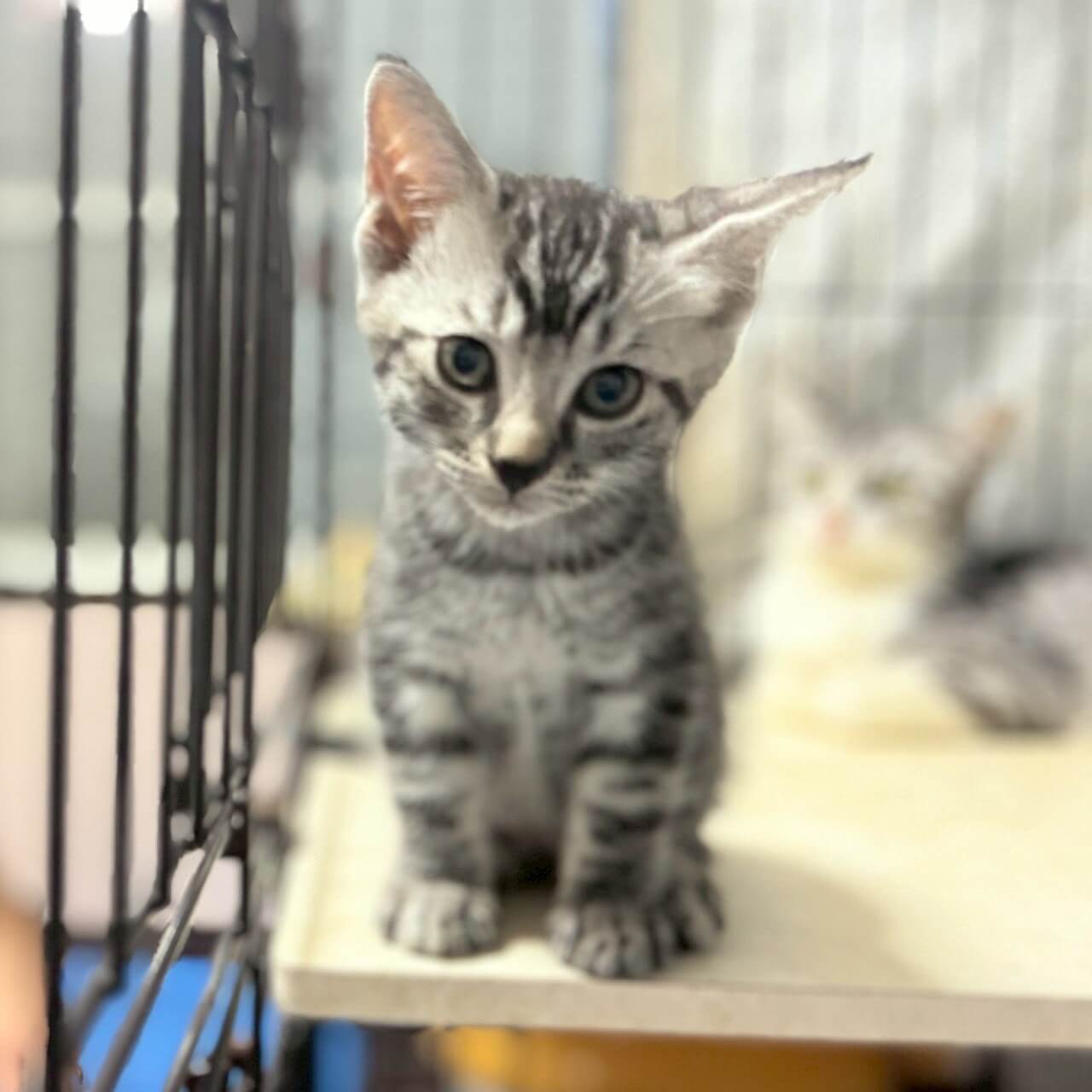 社交性No.1⭐︎のももちゃん