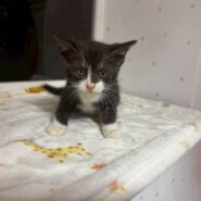 おっとり系男子⭐︎あおくん