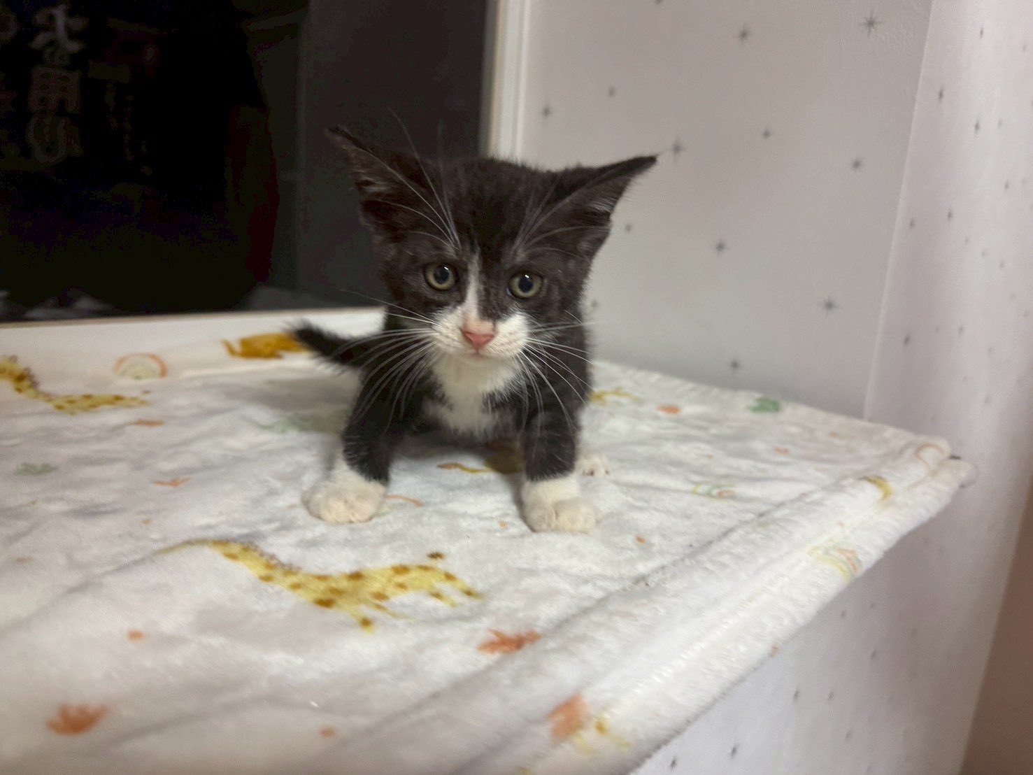 おっとり系男子⭐︎あおくん