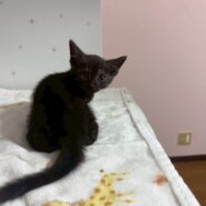 スモーキーブラックのきぃちゃん