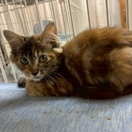 ゴージャスな毛並みなウィンリィ〜ちゃん